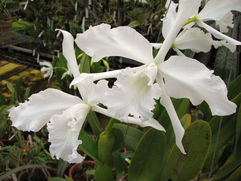 Laelia lobata alba.jpg
