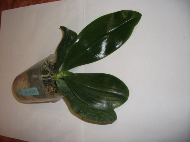 DSCF1634.JPG