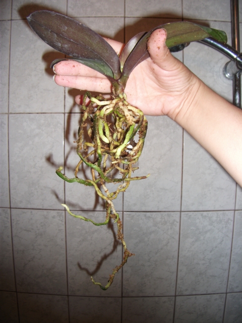 DSCF1639.JPG