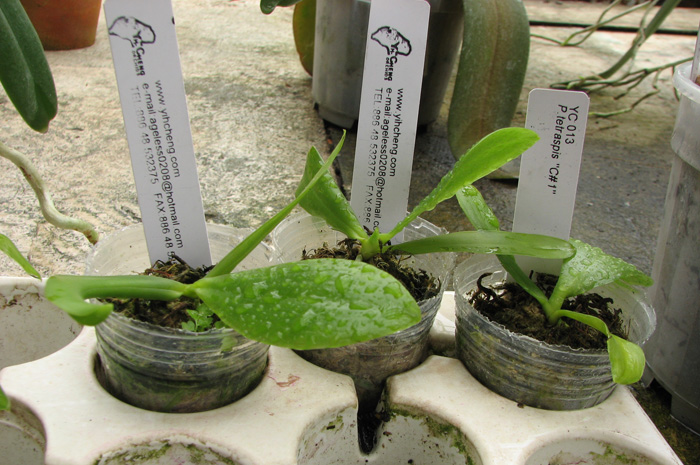 tetraspis.jpg