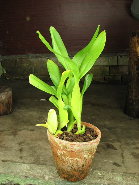 Aspasia silvana.jpg