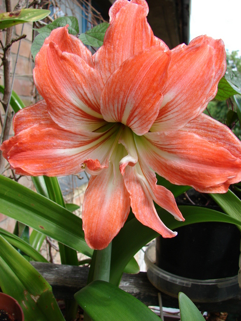 DSC04345flo.jpg