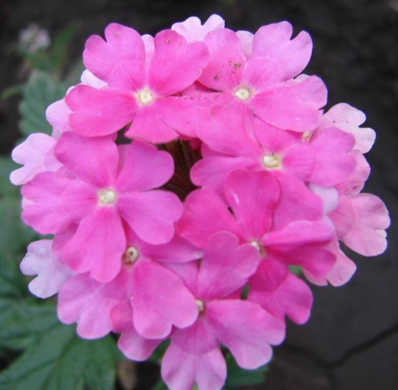 DSC00928.JPG