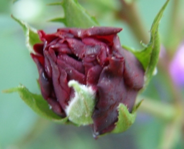 DSC01528.JPG