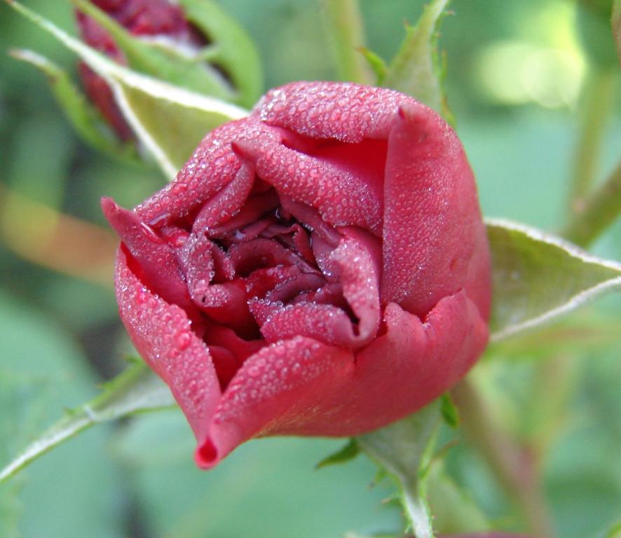 DSC01527.JPG