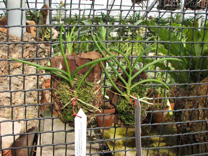 Фото орхидеи Vanda teres на блоке