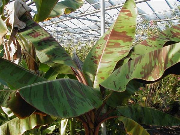 Musa sumatrana.jpg
