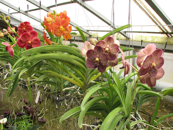 Vanda.jpg