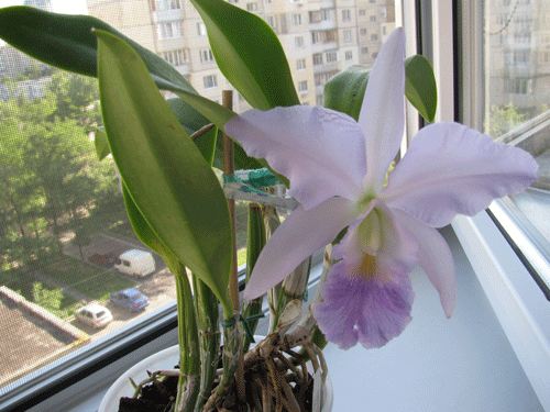 Cattleya Eros coerulea .Очень  большой  и  ароматный  цветок.