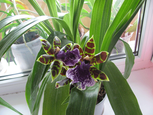 Zygopetalum hybrid 'Green'. Ароматный.