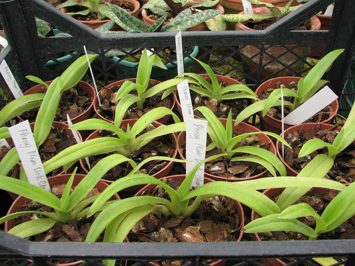 Phragmipedium Memory Dick Clements (besseae x sargentianum).jpg