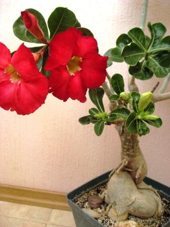IMG_7563.jpg