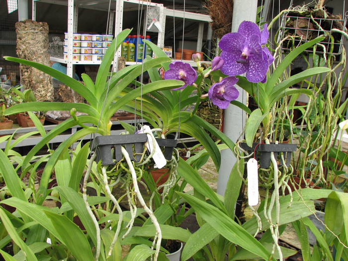 Vanda Pak Chong Blue.jpg