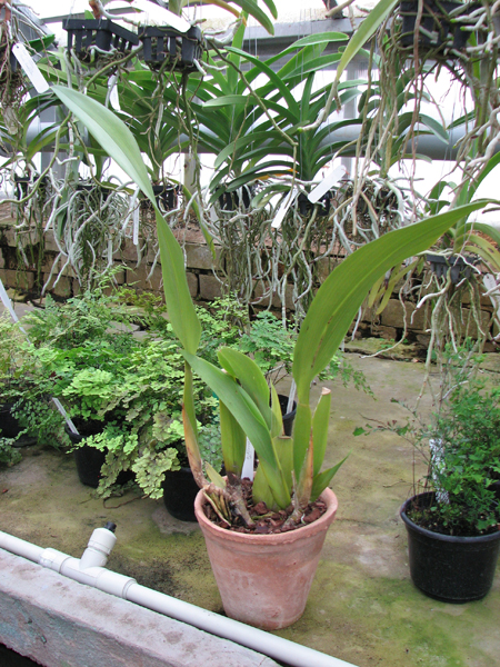 Brassia caudata.jpg