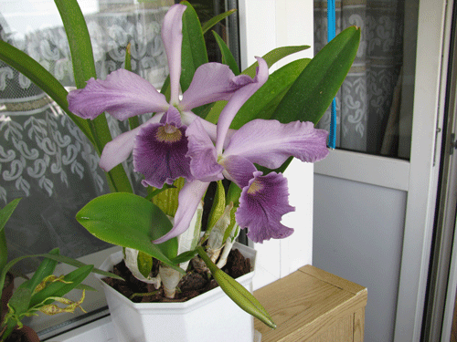 IMG_1865.gif