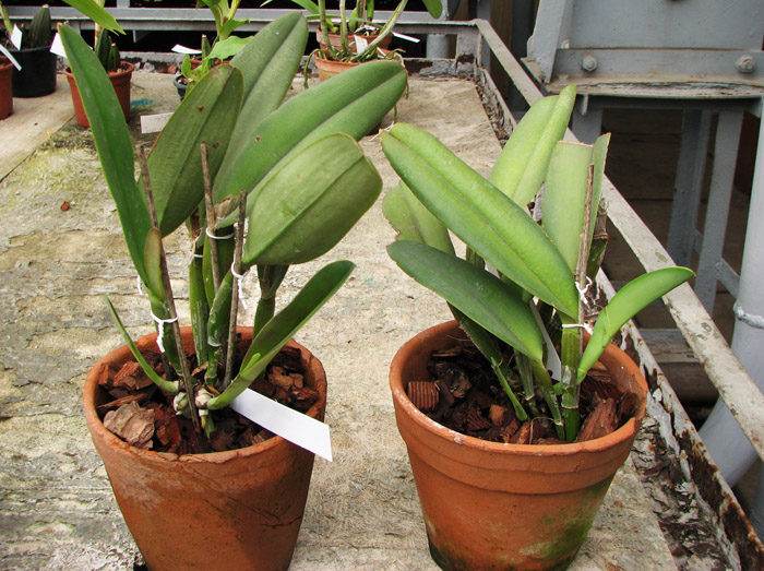 Cattleya maxima.jpg