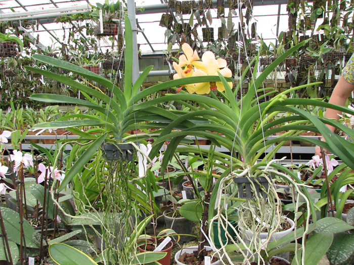 Vanda.jpg