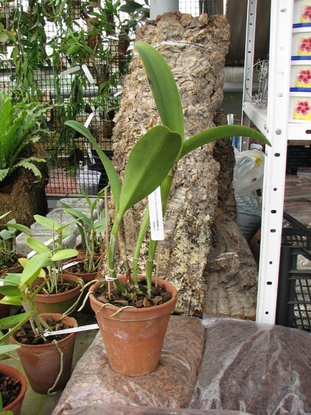 Brassolaeliocattleya Ports of Paradise Green 'Ching Hua'.jpg