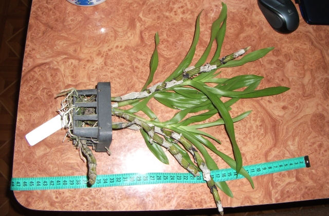 DSCF1789.JPG