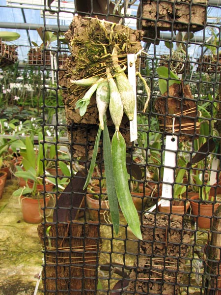 Euchile citrina.jpg
