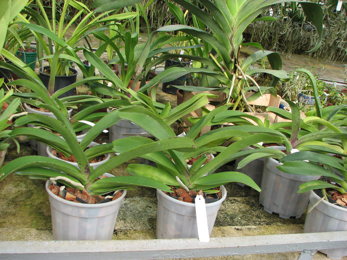 Rhynchostylis.jpg