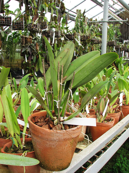 Cattleya maxima.jpg