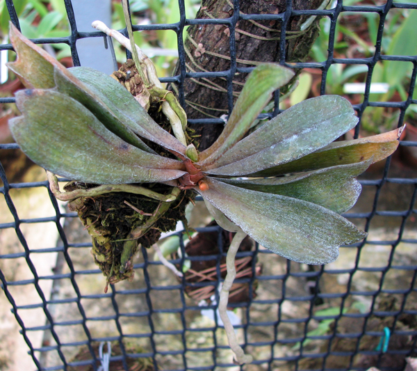 Aerangis biloba.jpg