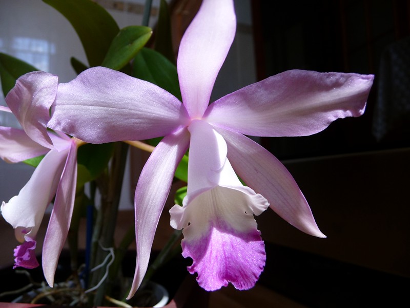 P1090738_tn.jpg