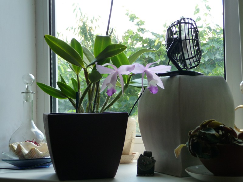 P1090736_tn.jpg