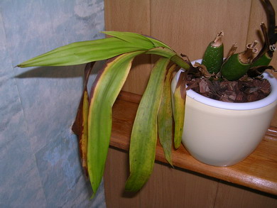 DSCN3527.jpg