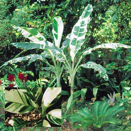 Musa AeAe