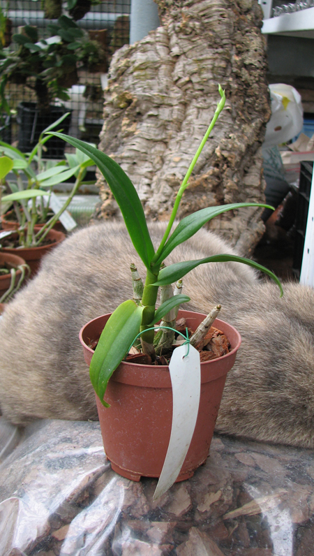 Dendrobium Bota Blue compactum.jpg