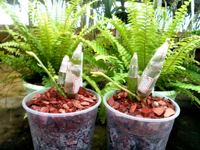 Catasetum-pileatum-Oro-Verde.JPG