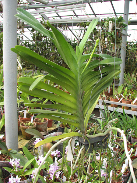 Vanda Bhimayothin x Vanda coerulea.jpg