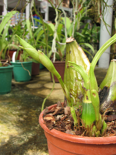 Anguloa dubia.jpg