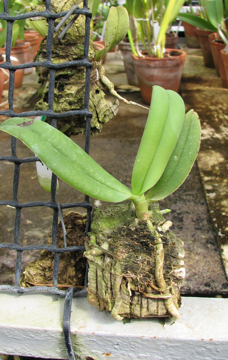 Amesiella minor.jpg