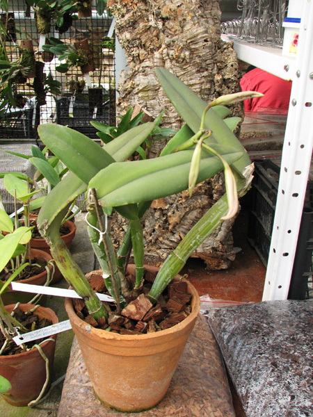 Cattleya maxima.jpg