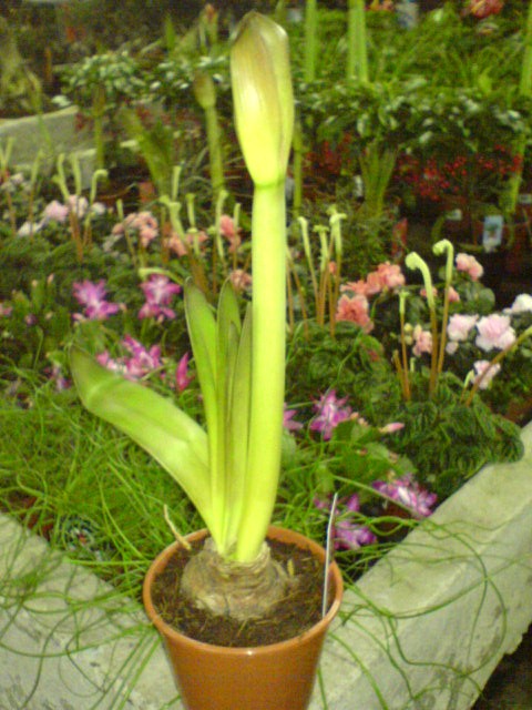 DSC00475.jpg