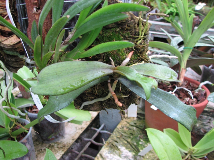 Aerangis biloba.jpg