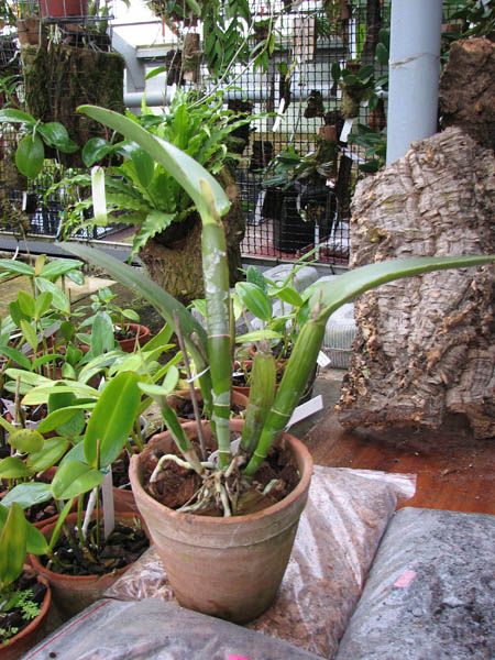 Cattleya maxima.jpg