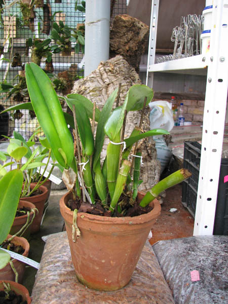 Cattleya maxima.jpg