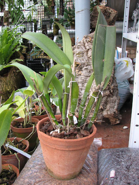 Cattleya maxima.jpg