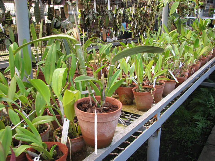 Cattleya maxima.jpg