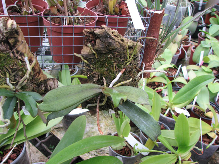 Aerangis biloba.jpg