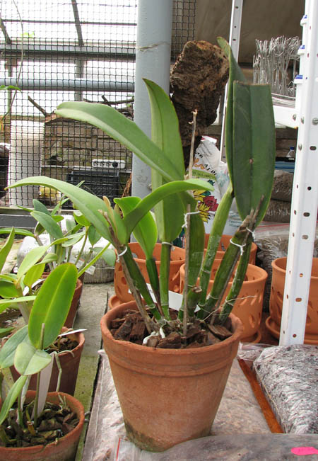 Cattleya maxima.jpg