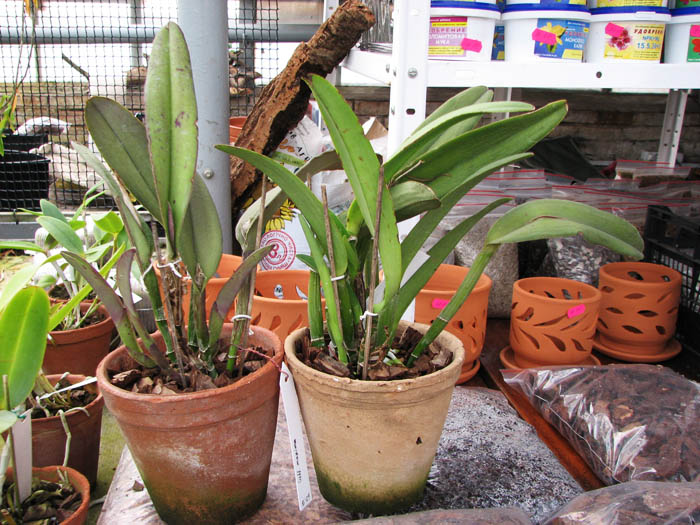 Cattleya maxima.jpg