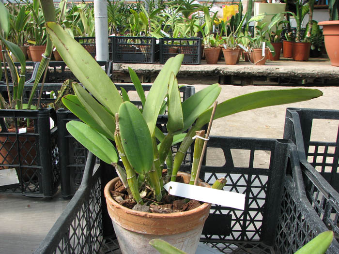 Cattleya maxima.jpg