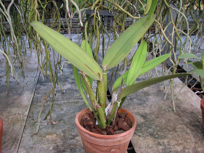 Cattleya maxima.jpg