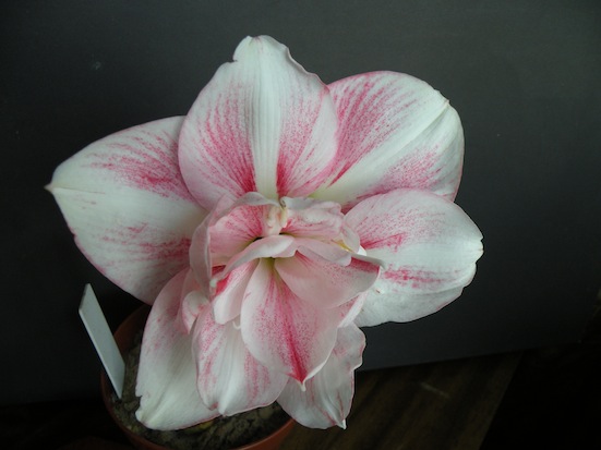DSCN9559.JPG
