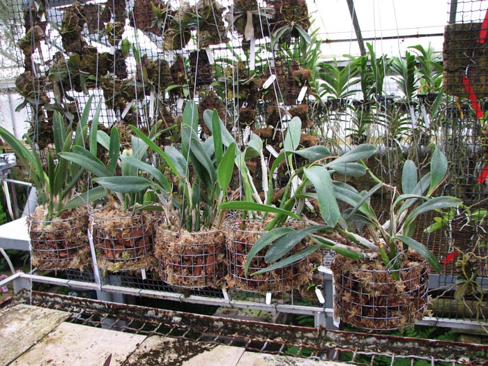Laelia pumila.jpg
